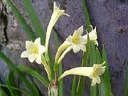 Cyrtanthus Yellow
